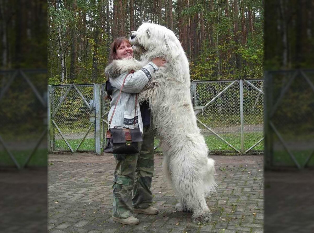 Самая большая порода собаки в мире лохматая с рожай медведя