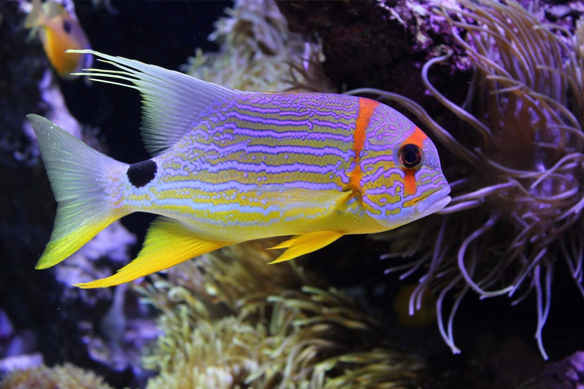 тропические аквариумные рыбки фото с названиями