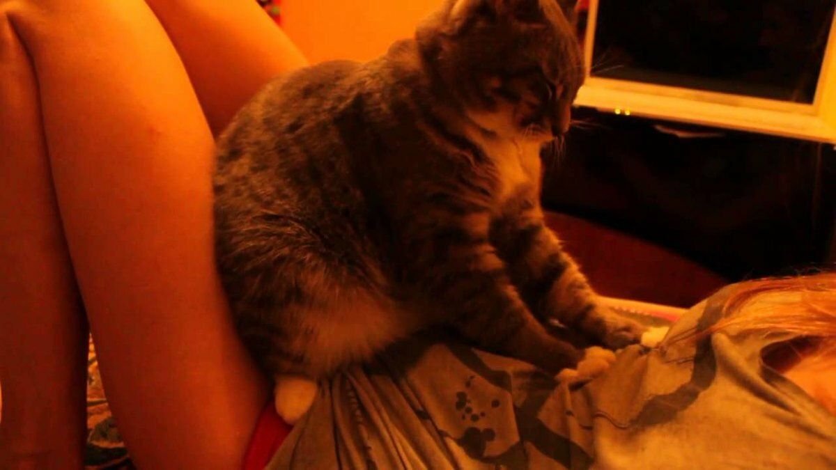 Кот топчется передними лапами. Кот и хозяйка. Кот топчется передними. Кот топчется передними лапами. Кот топчется передними лапами.