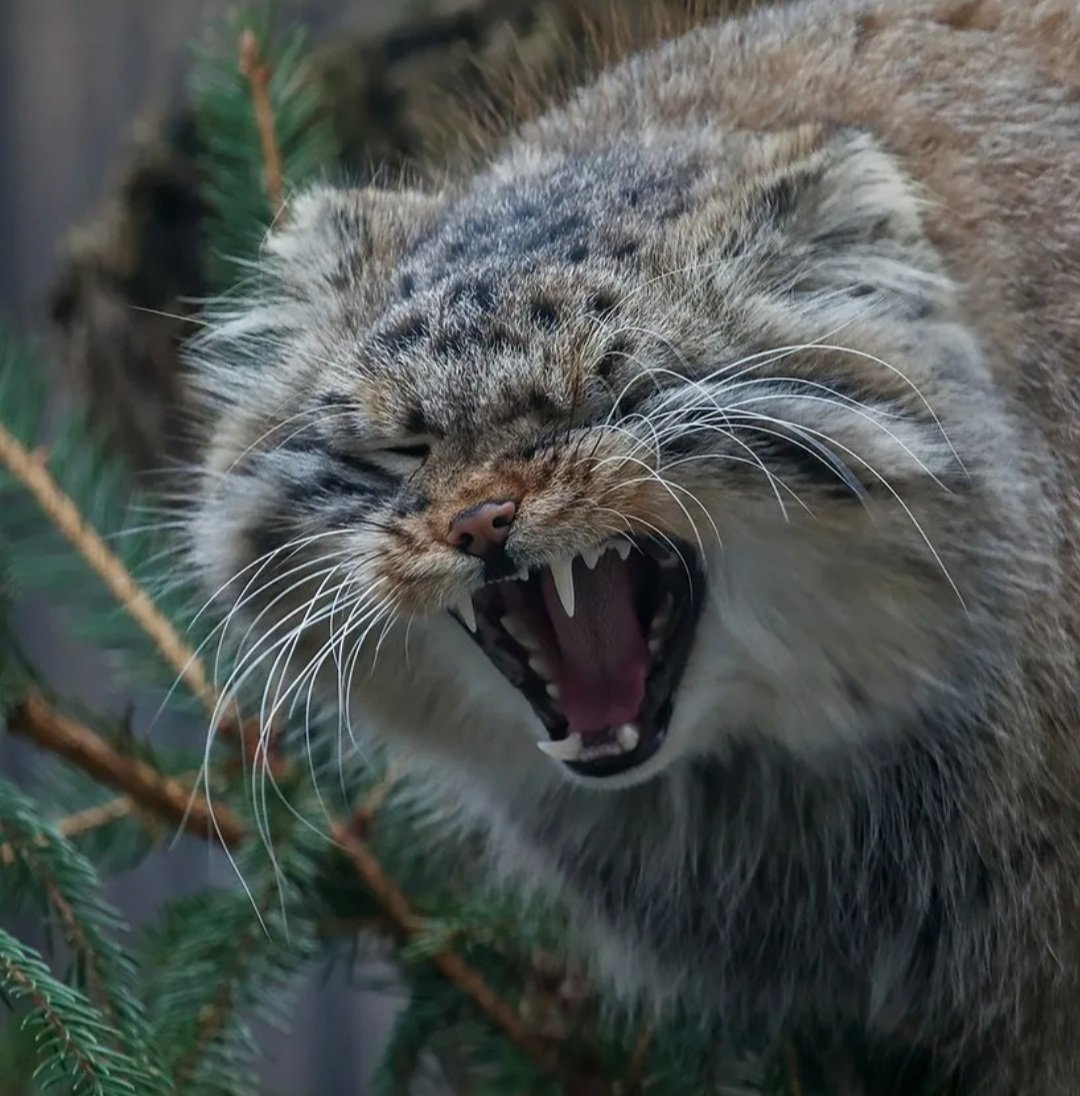 Большой дикий кот