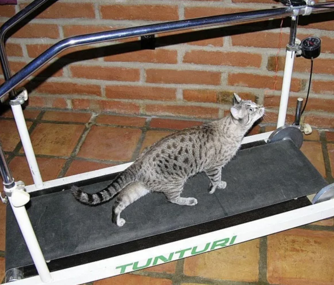 Кот спортсмен