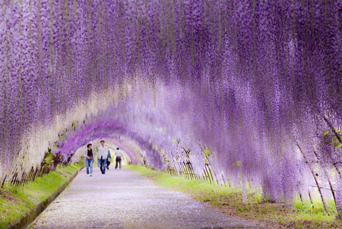 Тоннель глициний, сад Кавати Фудзи, Япония