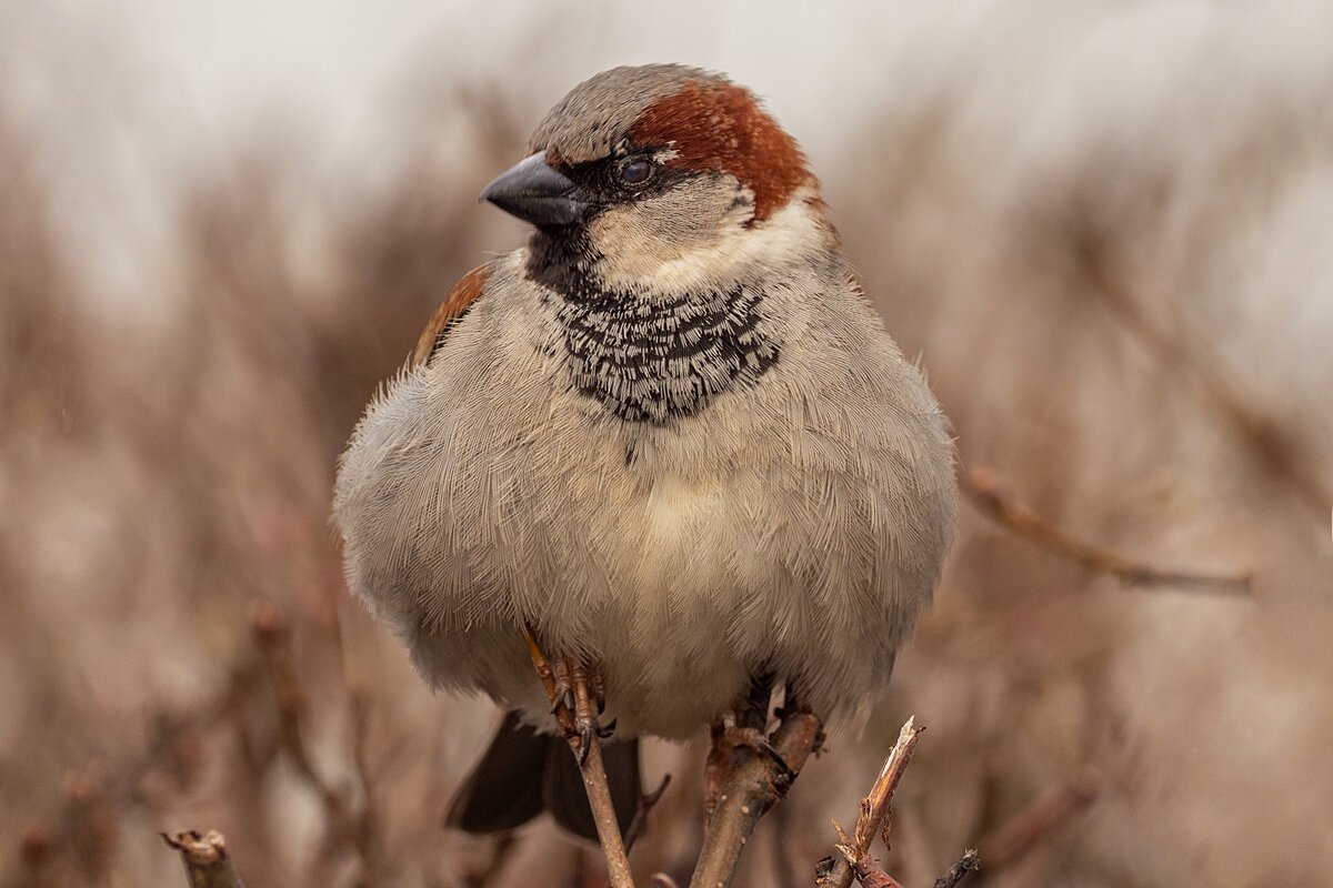 Domesticus hrbaia