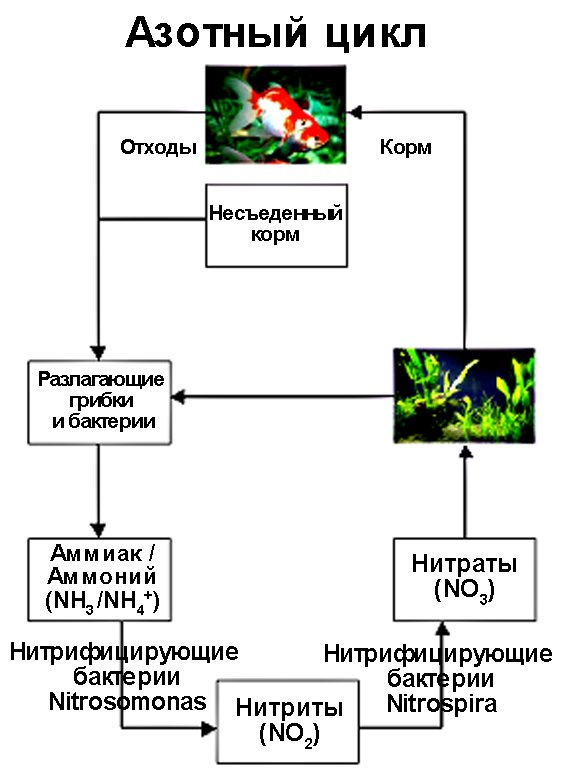 Аммиака нитритов нитратов. Схема азотного цикла в аквариуме. Круговорот азота в аквариуме. Азотный цикл схема. Круговорот нитратов в аквариуме.