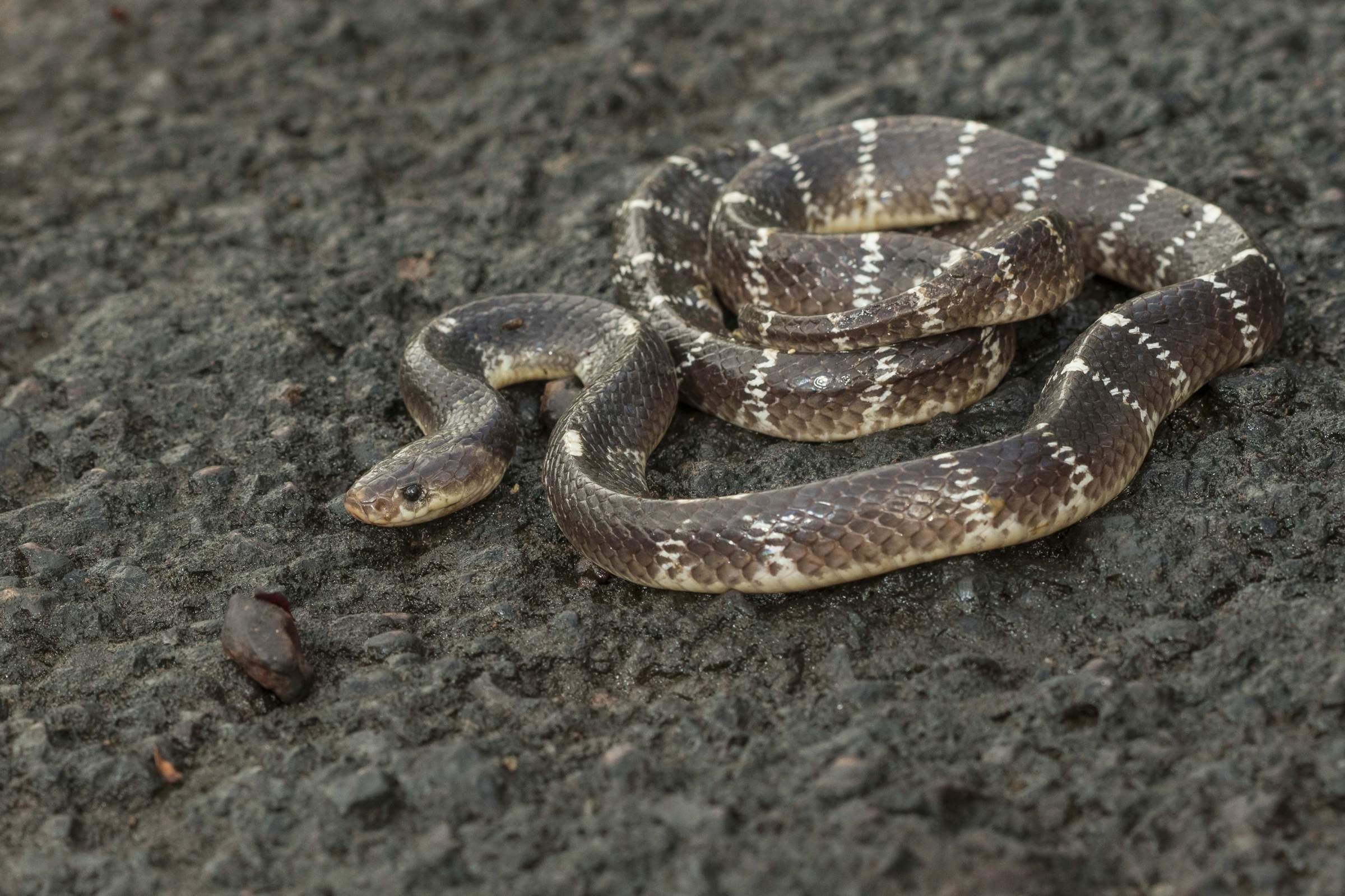 Змея 5 индийский. Крайт змея. Малайский Крайт. Ленточный Крайт змея. Ленточный Крайт, Bungarus fasciatus.