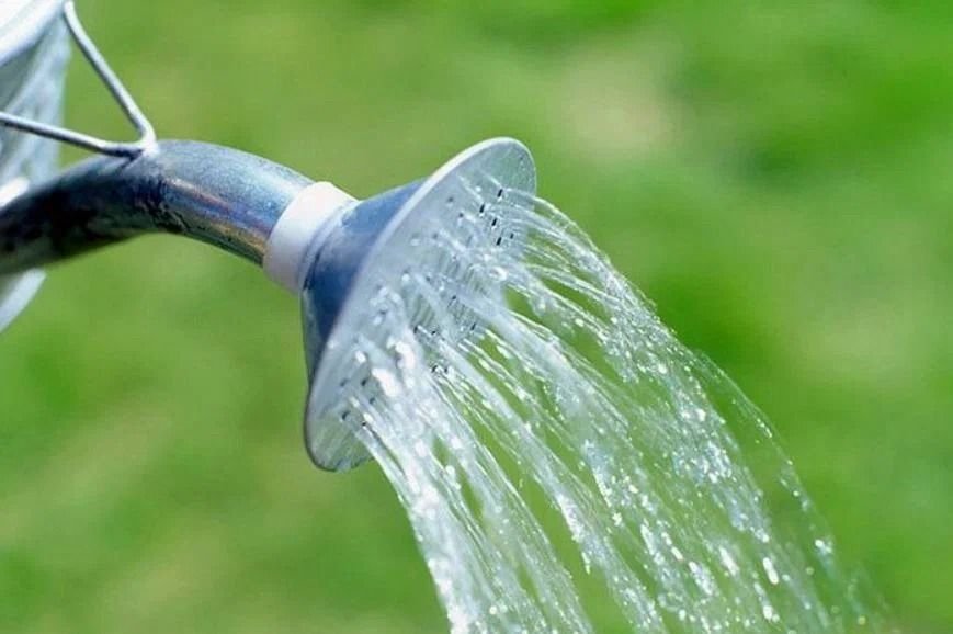 Поливать холодной водой. Поливать холодной водой. Можно ли поливать растение холодной водой. Почему нельзя поливать комнатные цветы холодной водой. Полив растений открытого грунта.