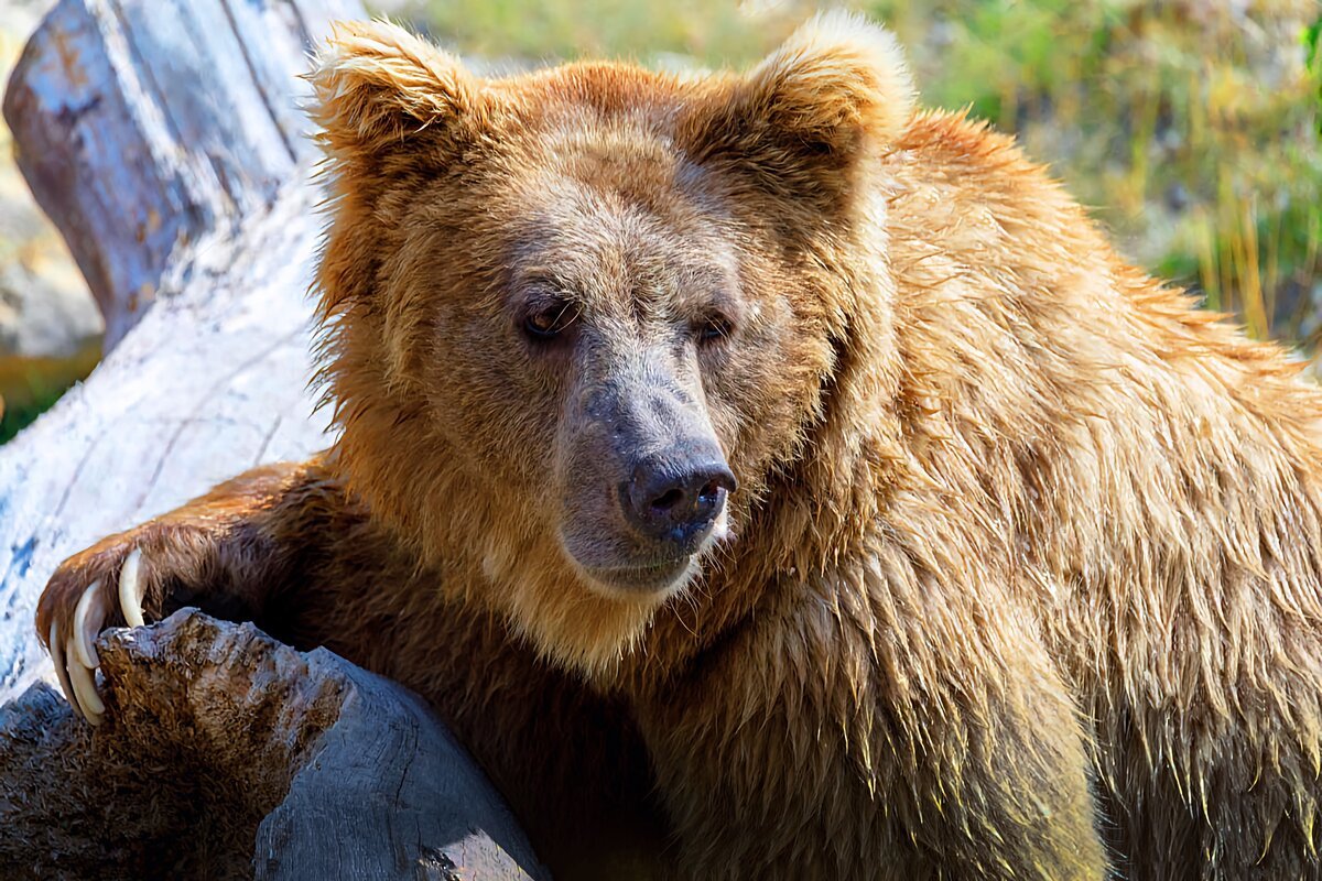 Ursus arctos isabellinus