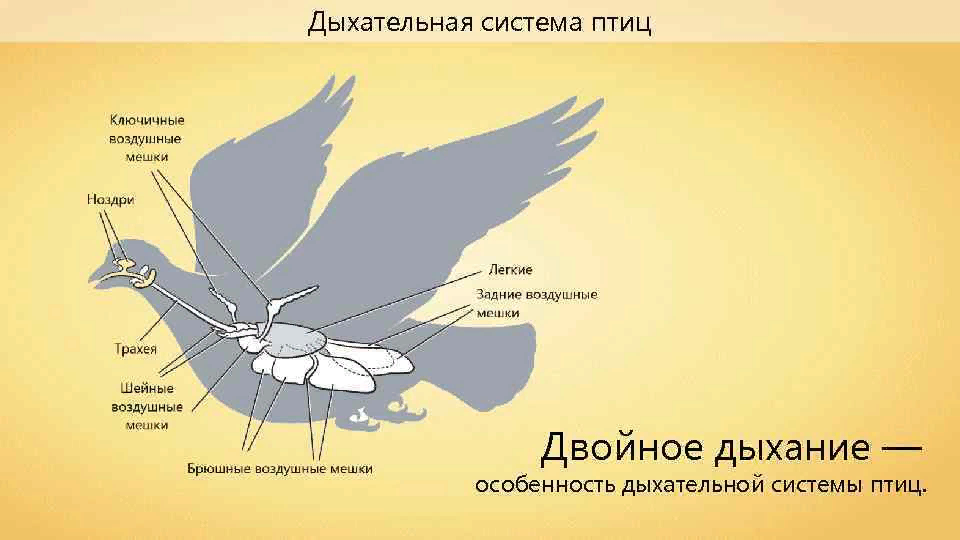 Схема дыхания птиц