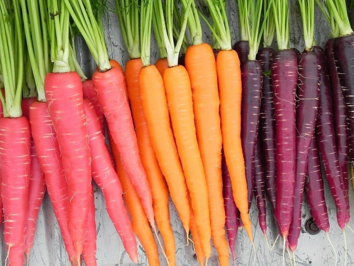 Почему нельзя морковь. Морковь. Красивая морковь. Красная морковь. Красивая морковка.