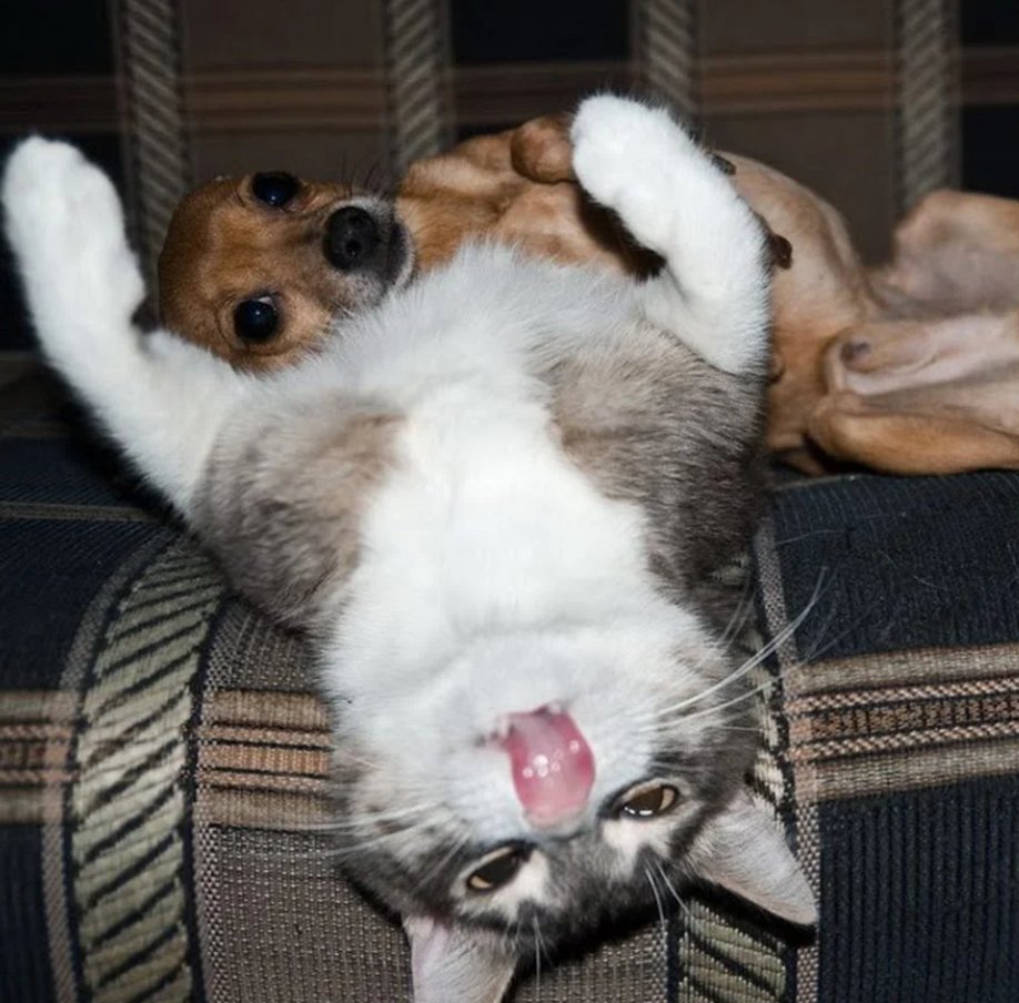 Кошка с собакой картинки смешные