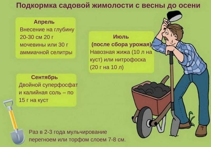 Чем подкормить жимолость весной в мае