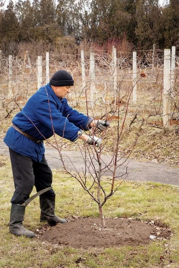 Как ухаживать за молодой яблоней. Формировка саженцев яблони. Полив саженцев деревьев и кустарников. Формирование саженца яблони. Обрезать саженец яблони.