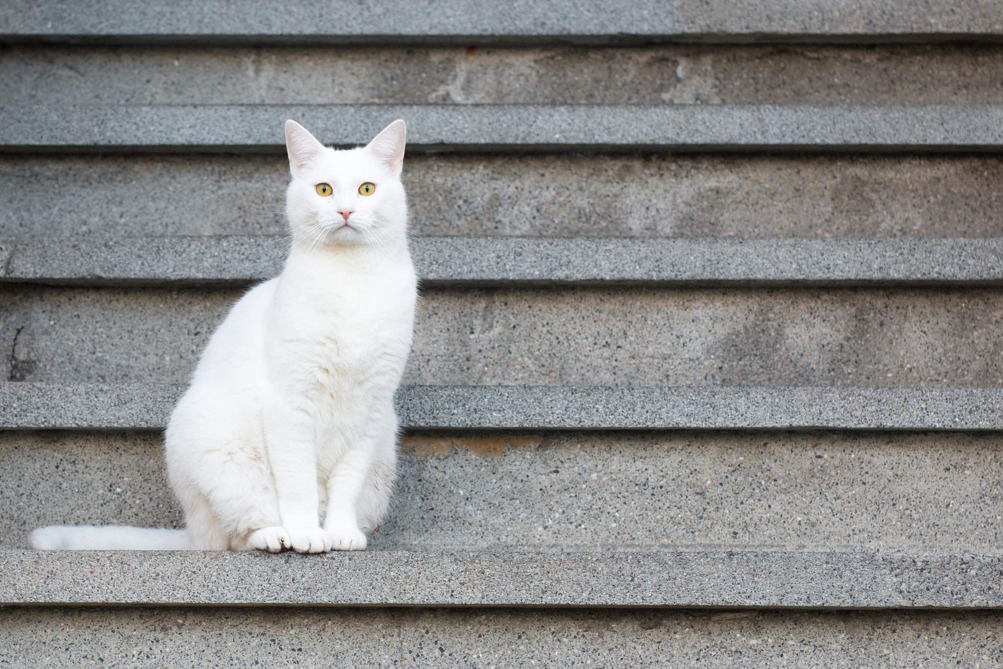 Котик сидит. Кошка сидит. Сидячая кошка. Белый кот сидит. Белая кошка сидит.