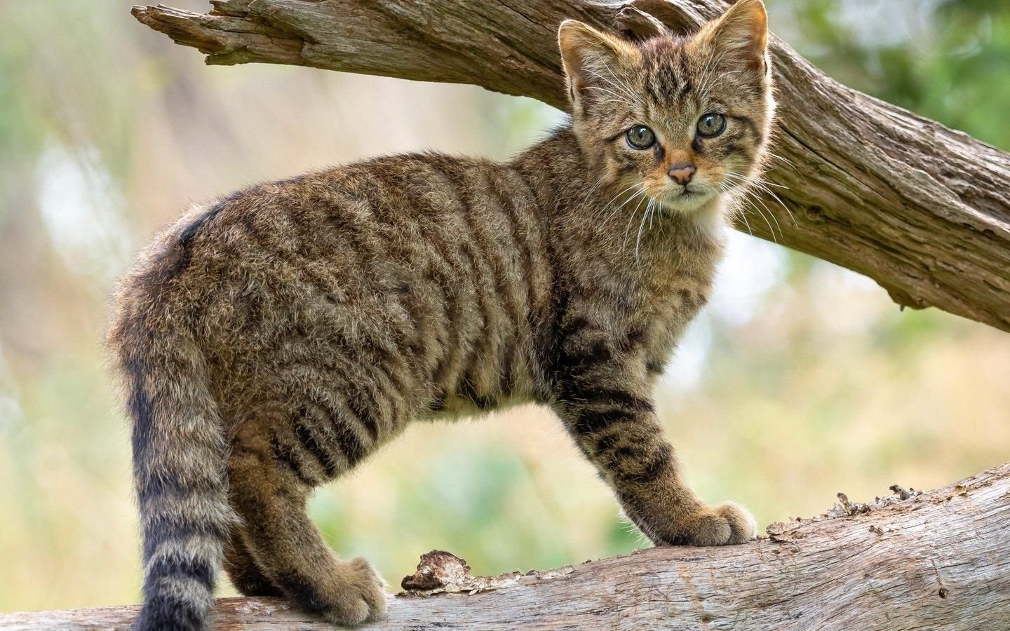 Уссурийский кот фото