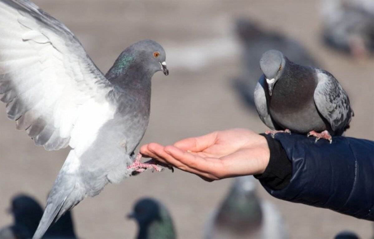 Женских голубей. Ручной голубь. Голубь в руках. Украинский голубь. Голубь на ладони.