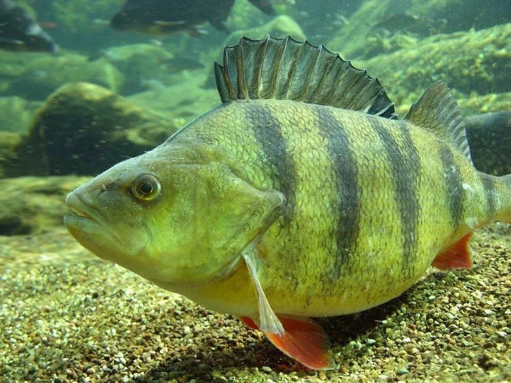 Пресноводные рыбы. Окунь perca fluviatilis. Речной окунь perca fluviatilis. Perca fluviatilis Linnaeus, 1758-Речной окунь. Окунь Балтийский.