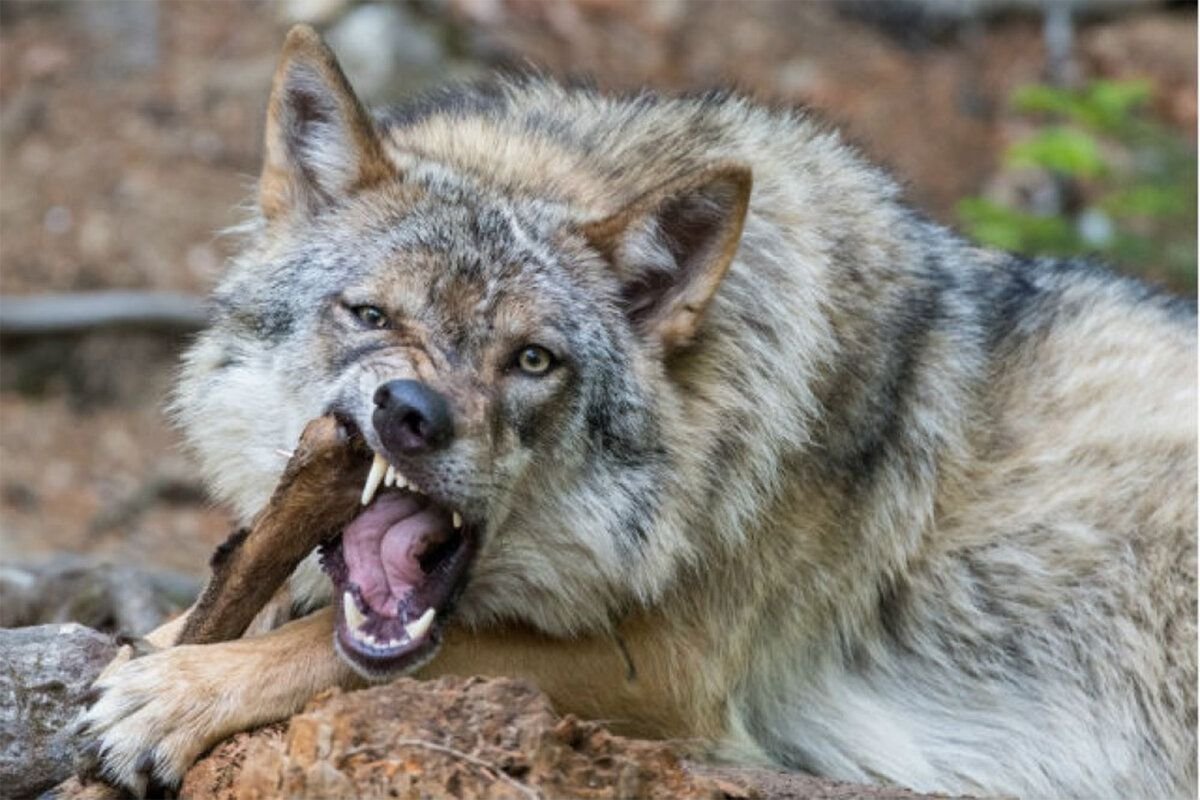 Волки в Алтайском крае