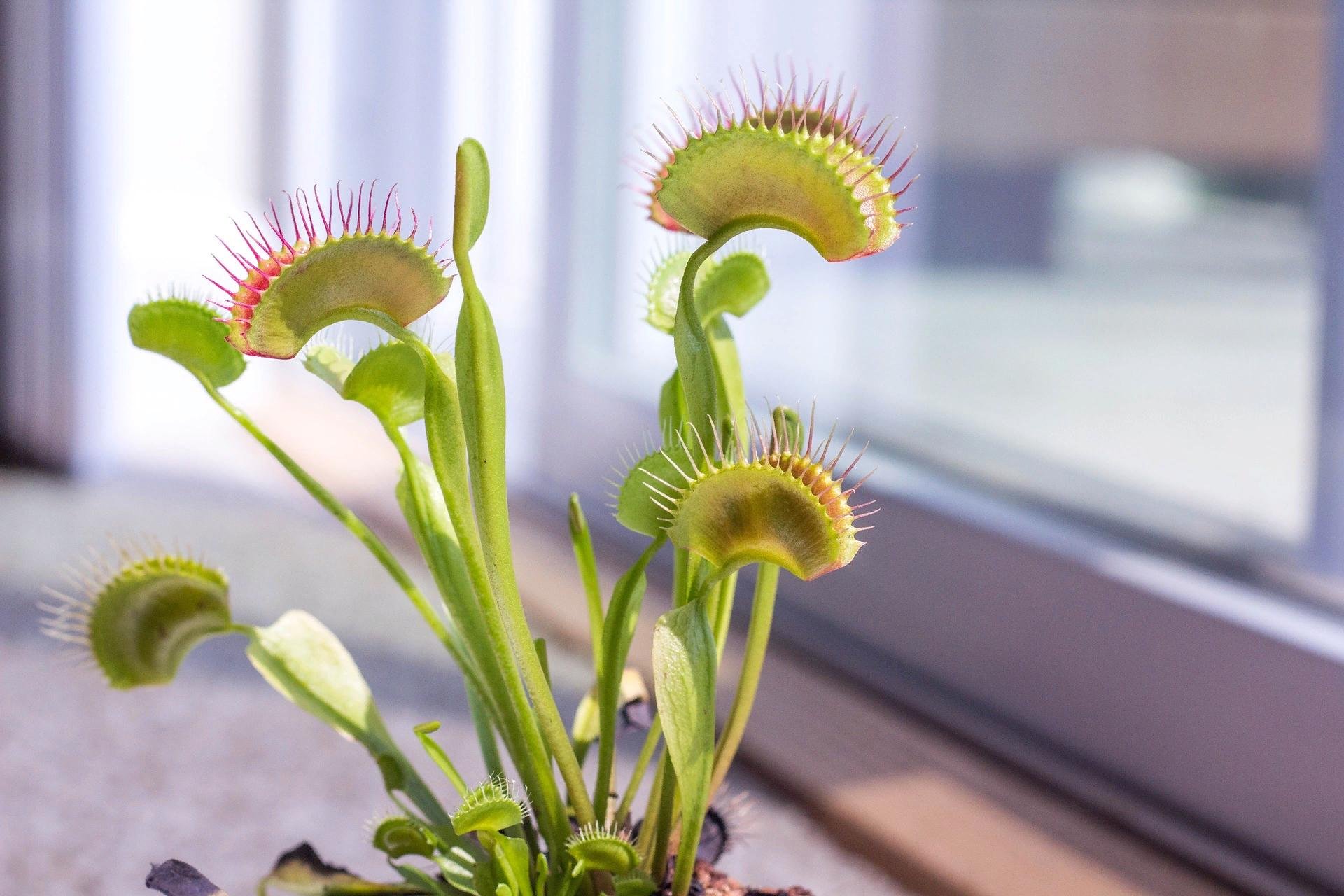 Венерина мухоловка Dionaea