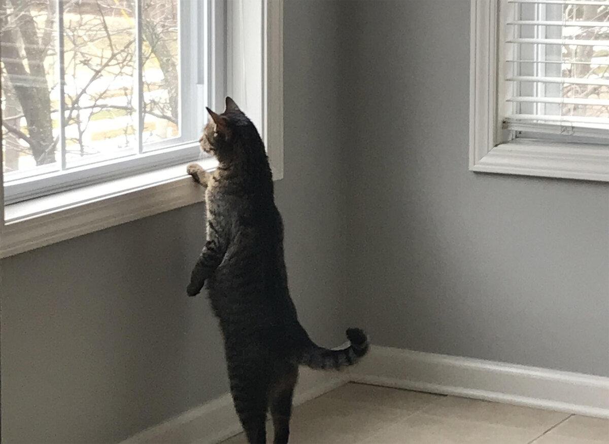 кошка ждет. кот ждет. кот ждет. котик у окна. кот сидит ждет.