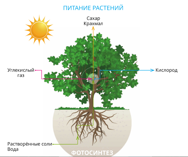 Проект на тему питание растений