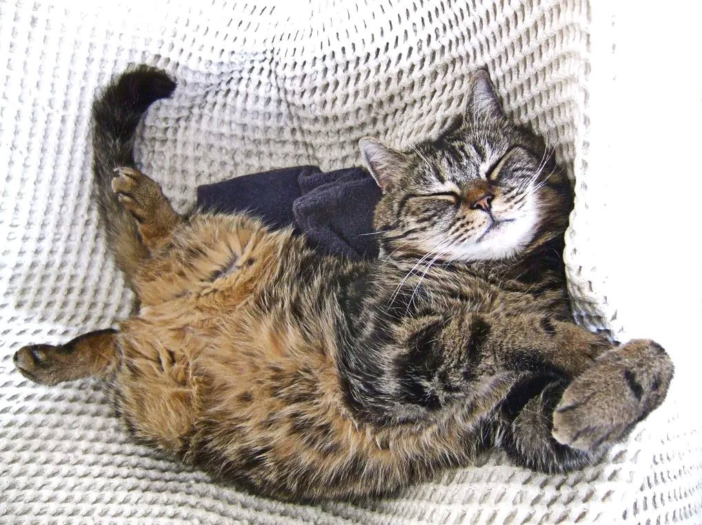 Котик спит на спине. Кот лежит. Почему коты спят на спине. Кот лежит на спине. Кот лежит на спине.