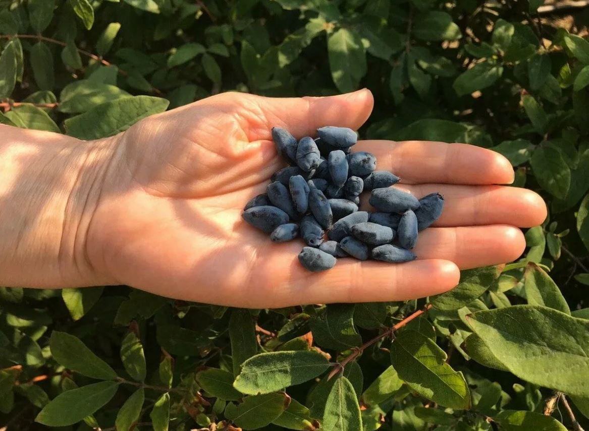 Ягоды жимолости. Жимолость ягода. Жимолость съедобная (Lonicera edulis). Жимолость съедобная Берель. Жимолость съедобная Павловская.