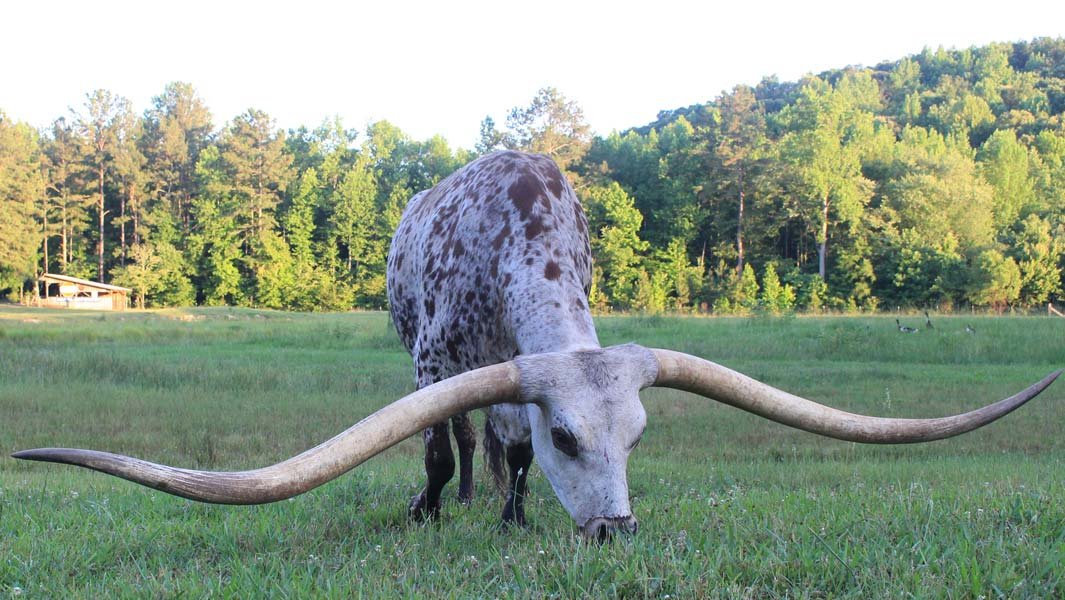 Жвачное 6 букв. Техасский лонгхорн рекорд гинеса. Лонгхорн бык рекордсмен. Техасский лонгхорн самые длинные рога. Техасский длиннорогий бык.