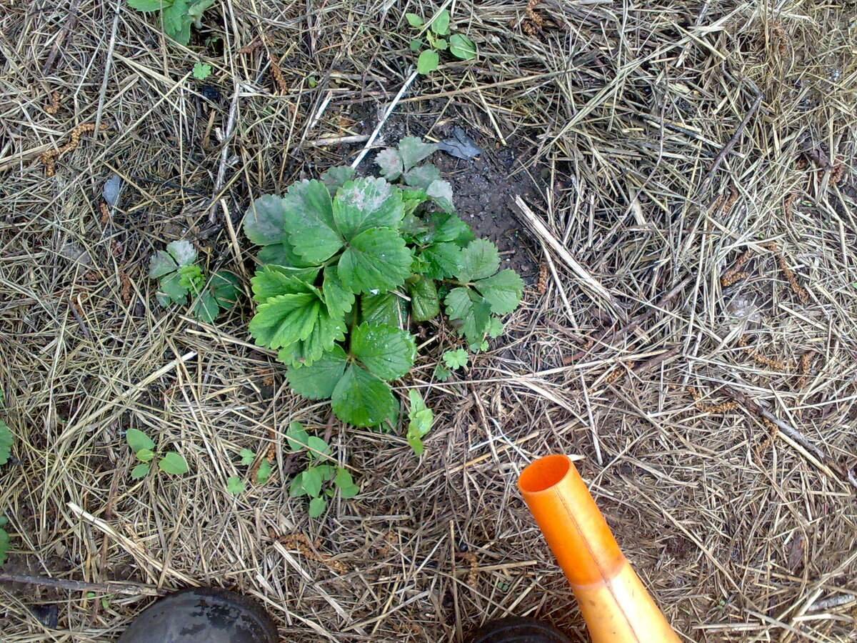 Мочевина для клубники весной. Земляника ред гонтлет. Избыток азота на клубнике. Клубника каждому покупателю. Подкормить клубнику ранней весной для хорошего урожая.