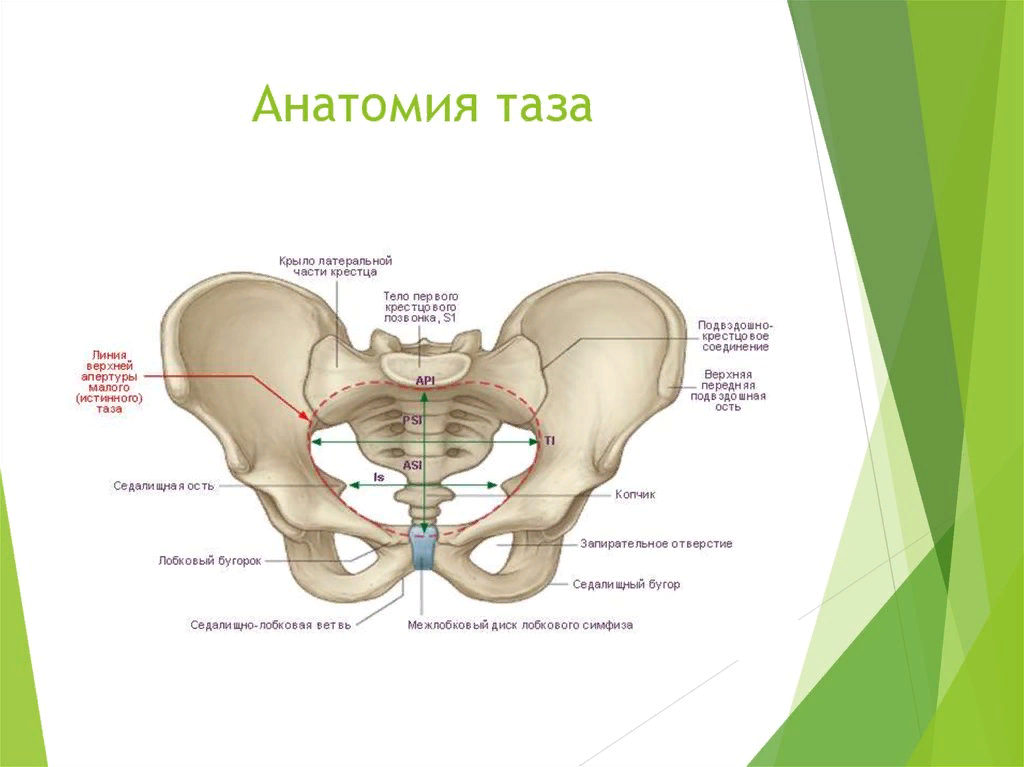 Малый таз шарик. Строение малого таза анатомия. Анатомическое строение малого таза. Таз и малый таз анатомия. Пограничная линия таза топографическая анатомия.