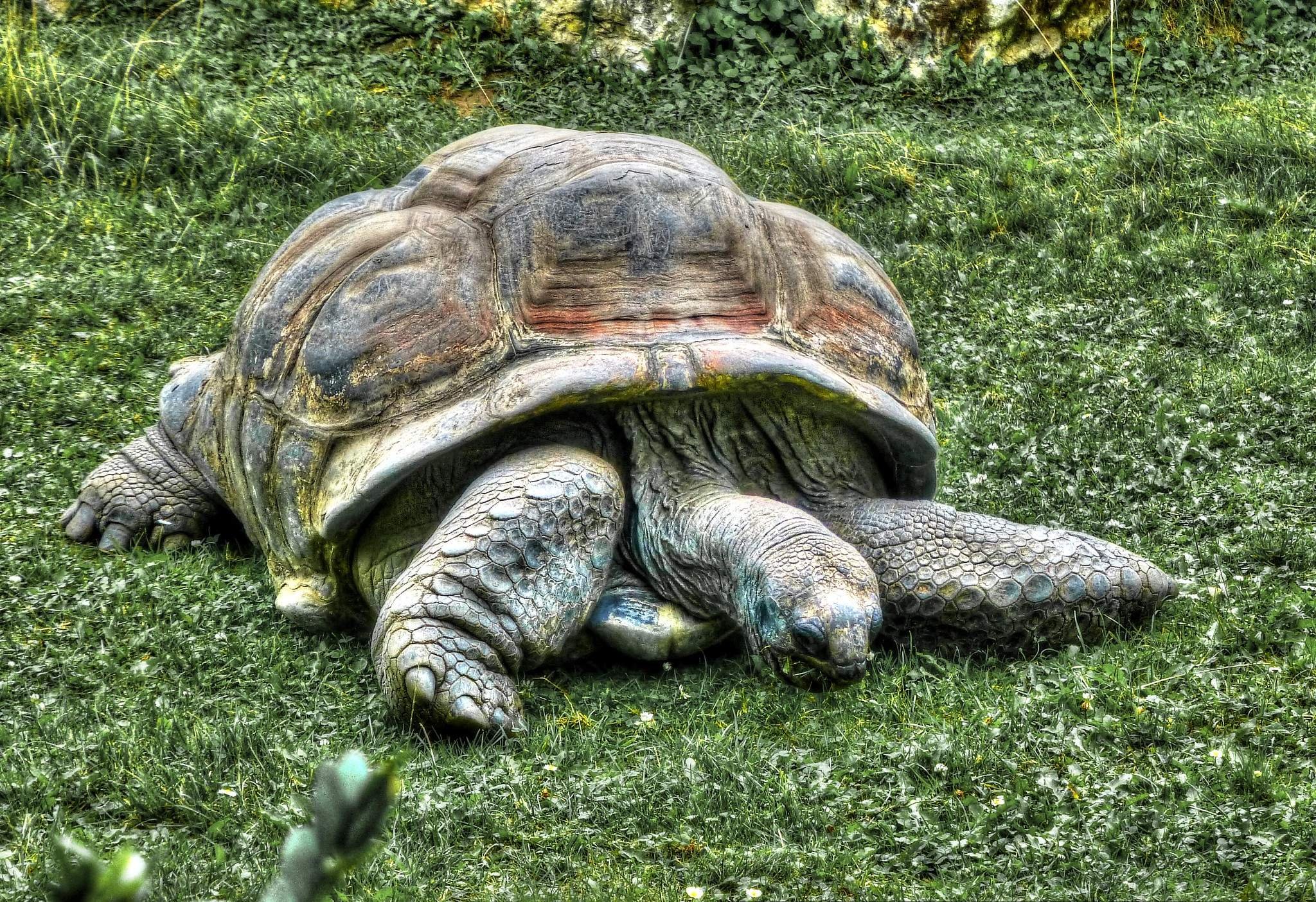 Самые долгоживущие животные. Tortoise гит. Гигантские черепахи Сейшелы. Giant Tortoise staring. Страдаем на Tortoise.