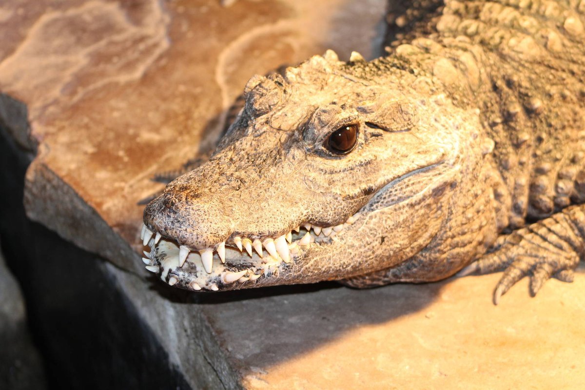 Тупорылый крокодил фото