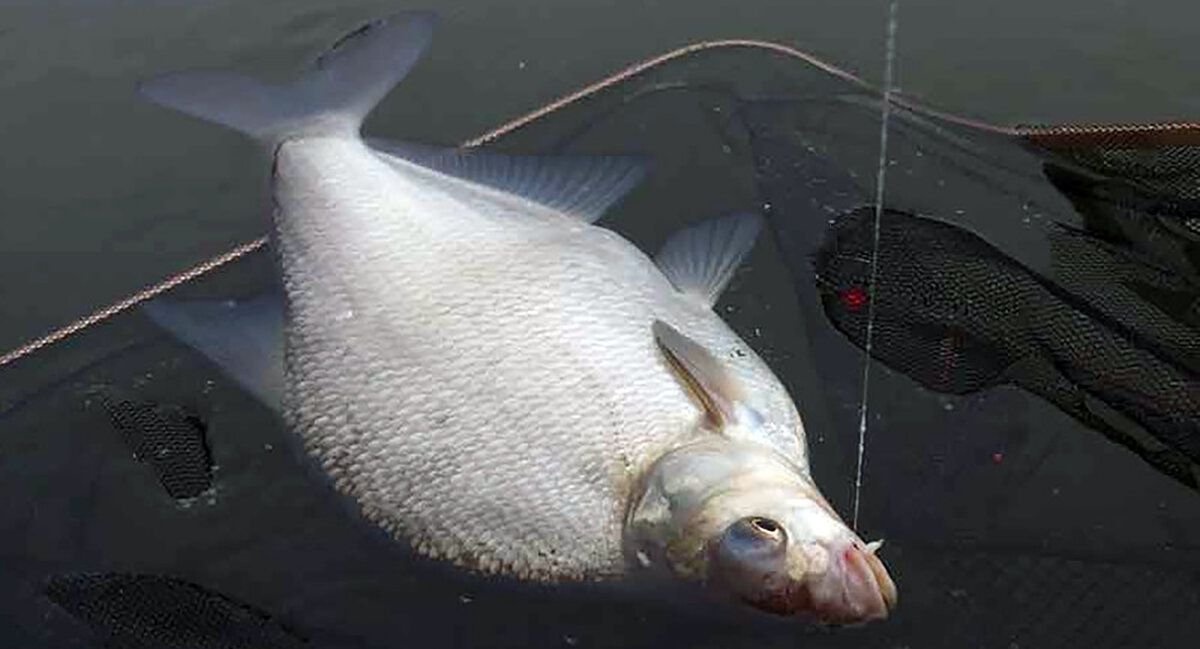 Ангарский лещ. Ловля леща на фидер. Что ест лещ. Лещ. Что ест лещ.