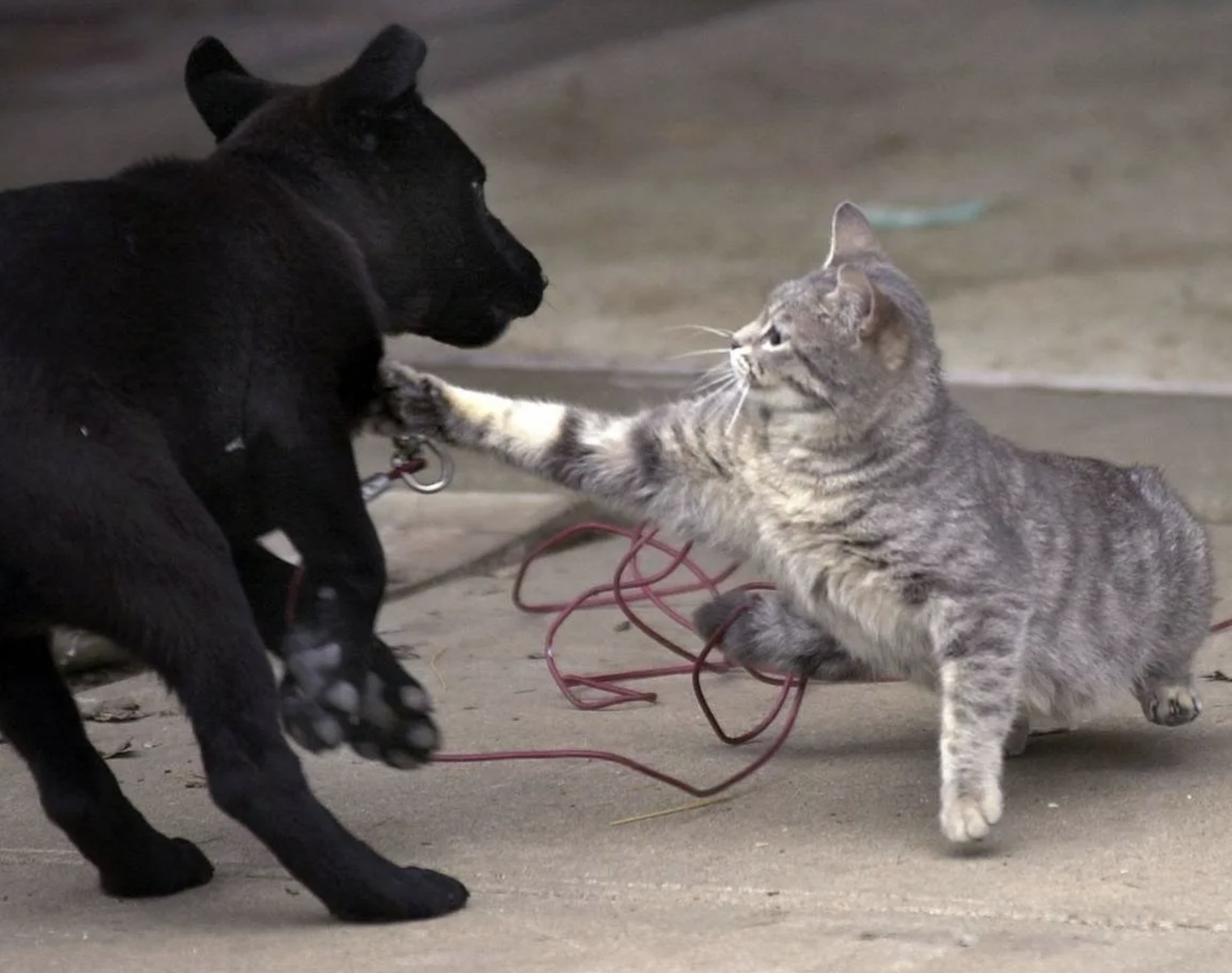 Кошки нападают на котенка. Котята дерутся. Кот и собака дерутся.