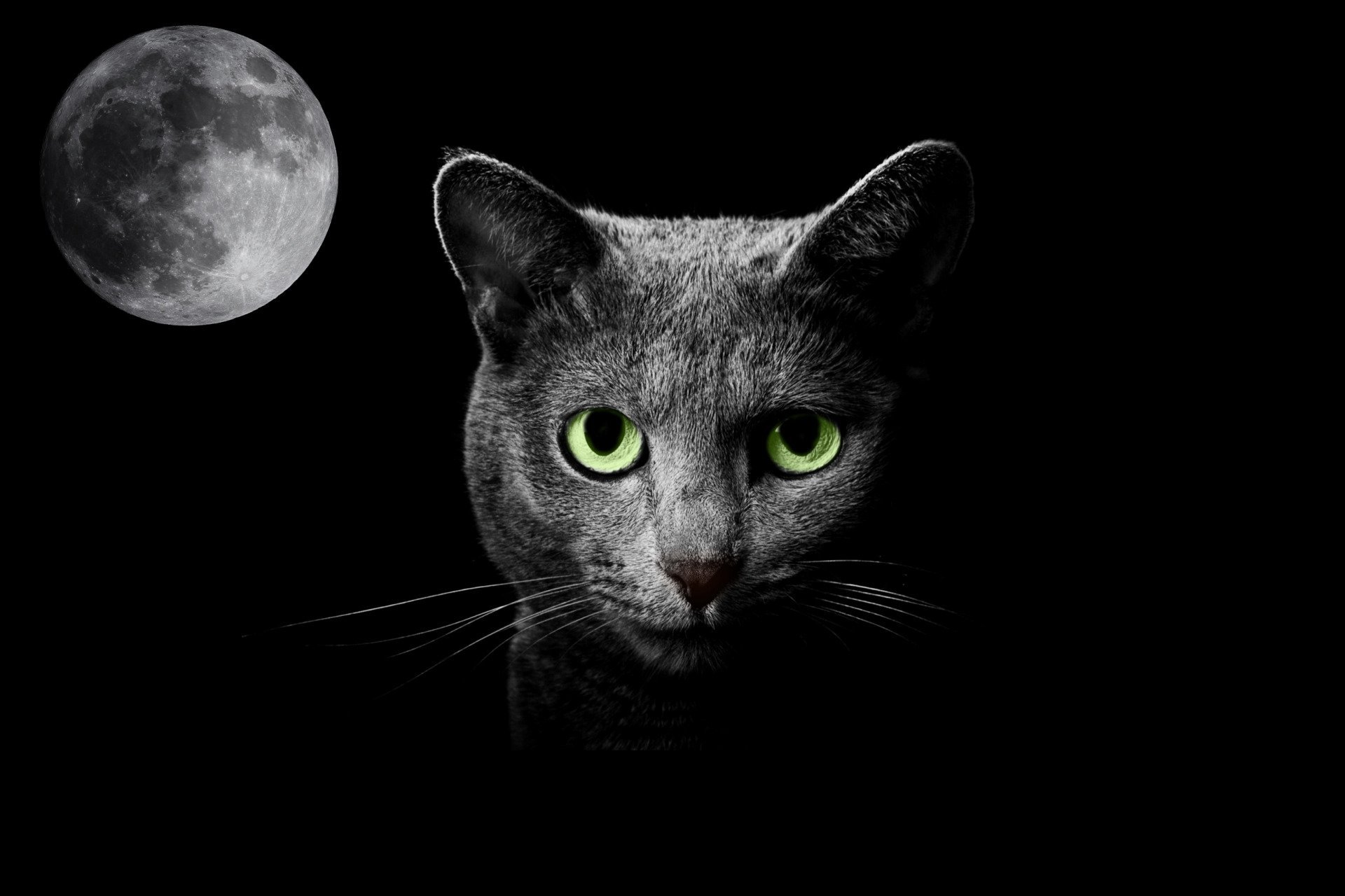 Серый кот ночью