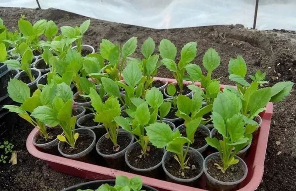 Астры посев пикировка. Семена астры посадка. Рассада цинии. Семена астры посадка. Посадка цинии семенами.