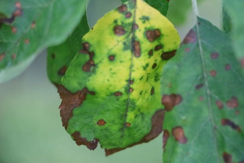Болезни груши описание с фотографиями и способы лечения на листьях
