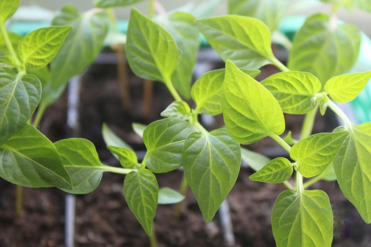 Желтеют листья у рассады. У перца светлеют листья. Почему желтеет рассада перца. Рассада перцев в мае. Курчавость рассады перцев.