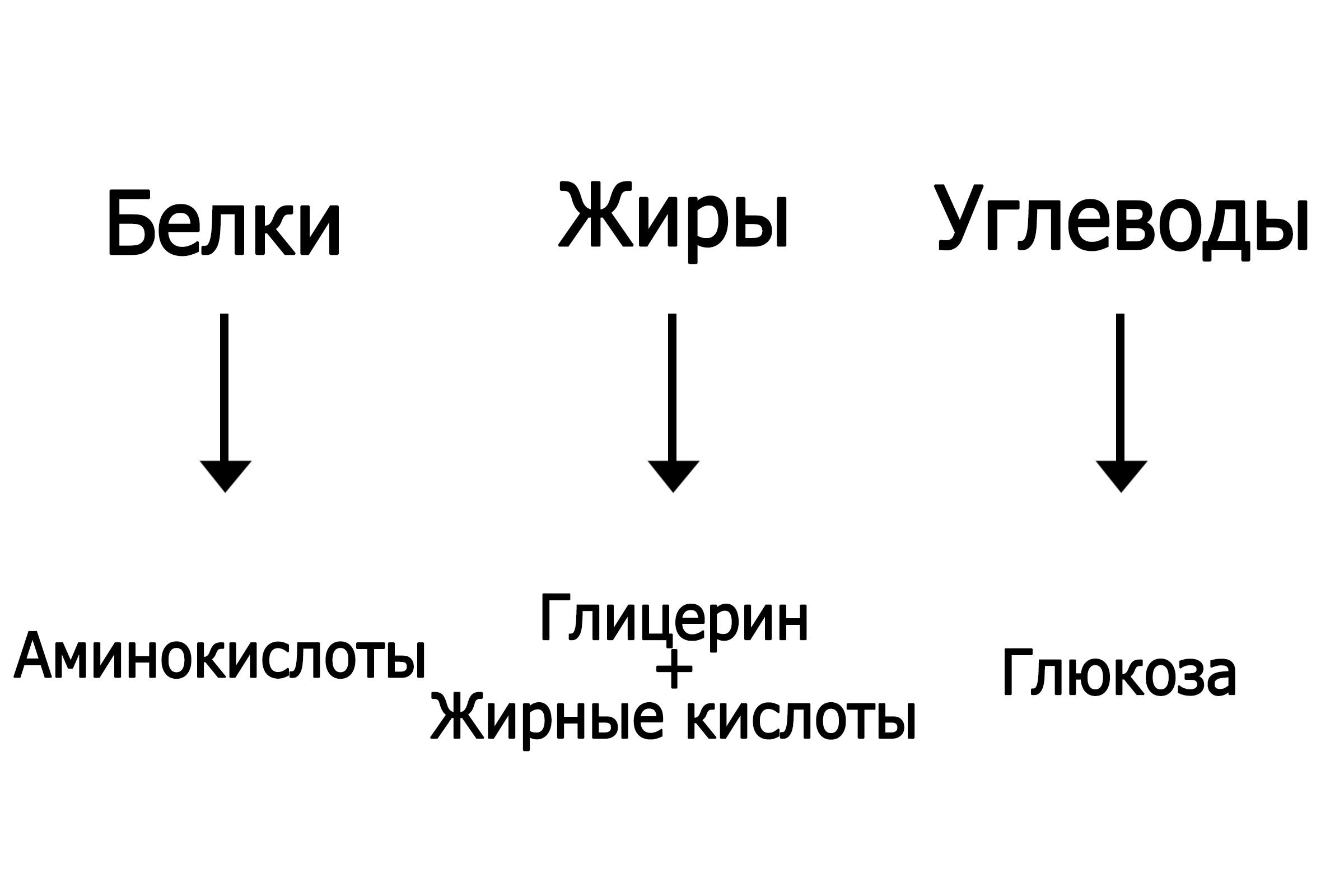 Мономеры белков и углеводов. Схема расщепления жиров. Белки жиры углеводы. Схема белки жиры углеводы. Белки жиры углеводы картинки.