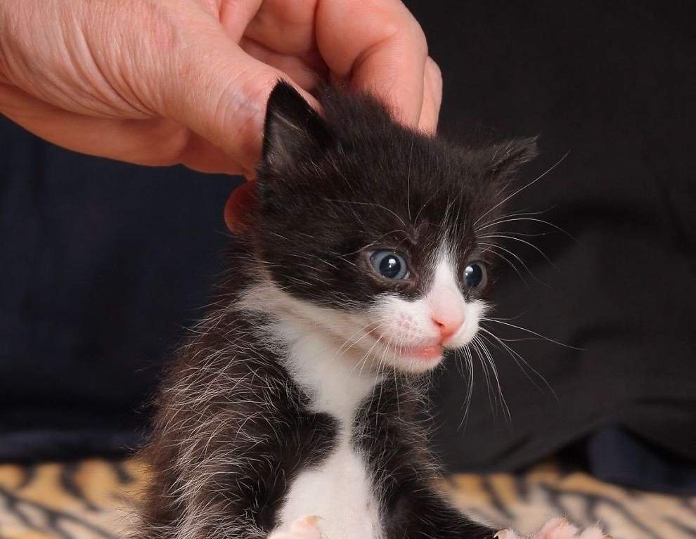 Кошечка в добрые руки. Котенка держат за шкирку. Отдам котят в добрые руки. Отдам котят в хорошие руки. Забрать в хорошие руки котенка.