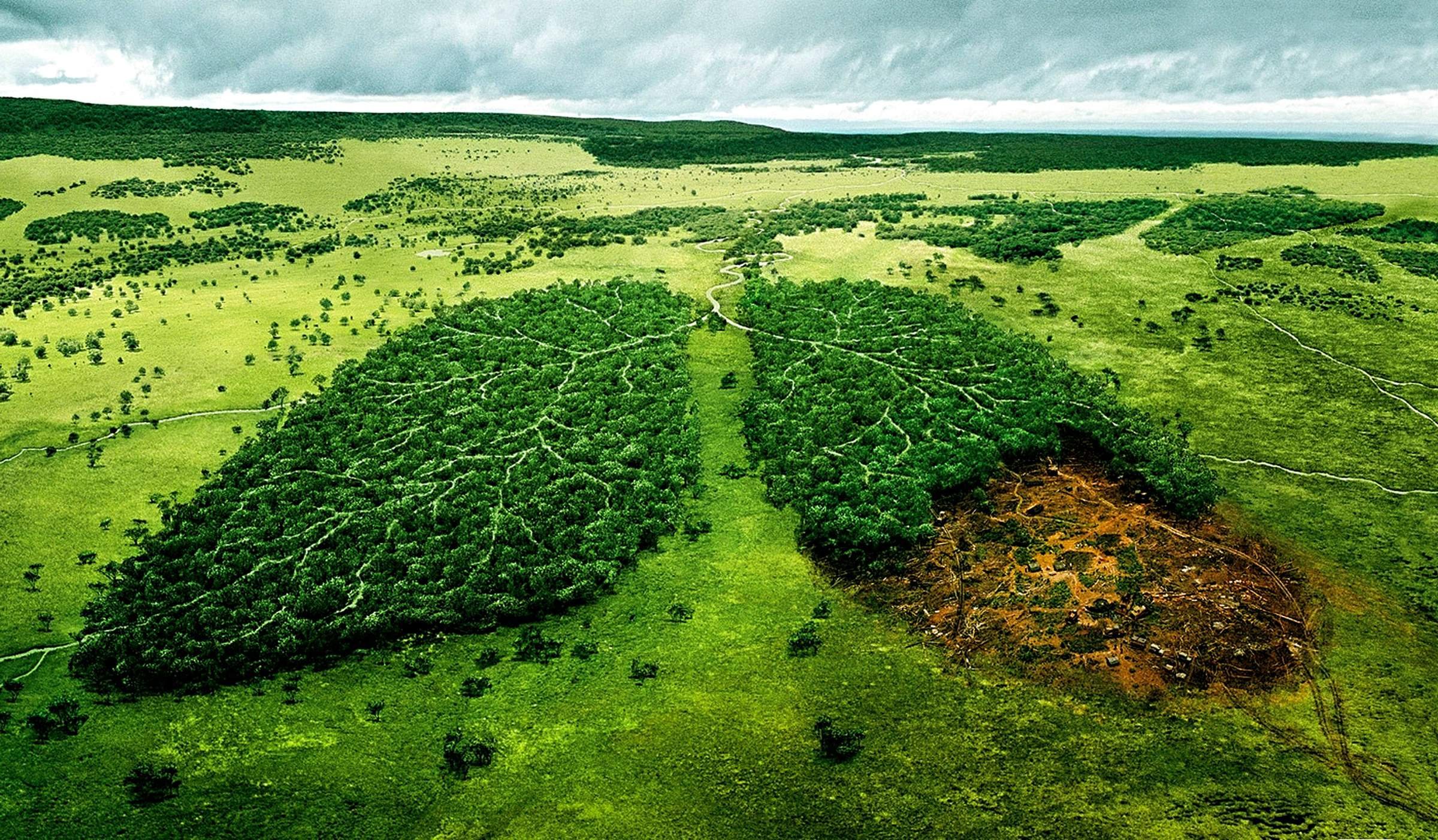 Площадь самого большого леса в мире