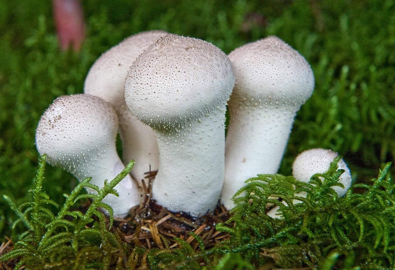 Lycoperdon perlatum