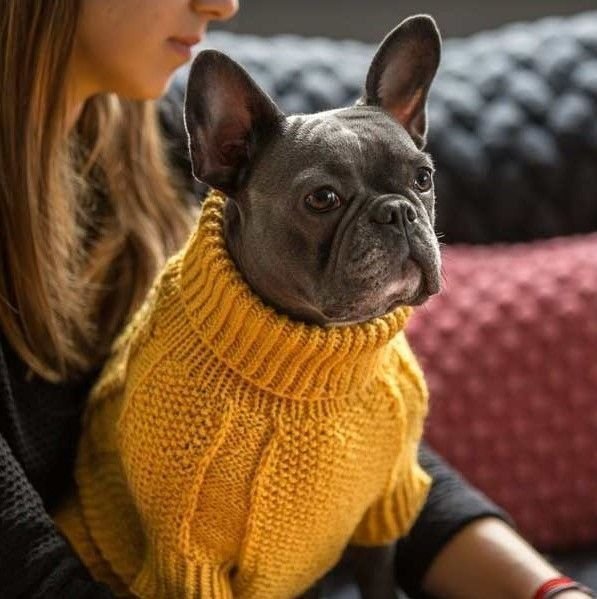 Вязаные свитера на собак