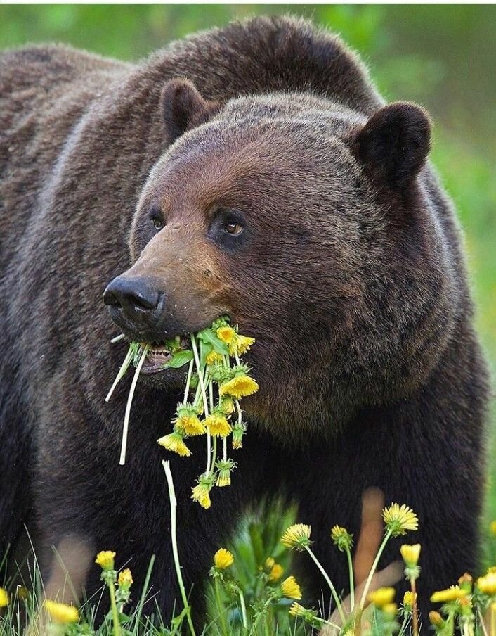 Картинки диких медведей