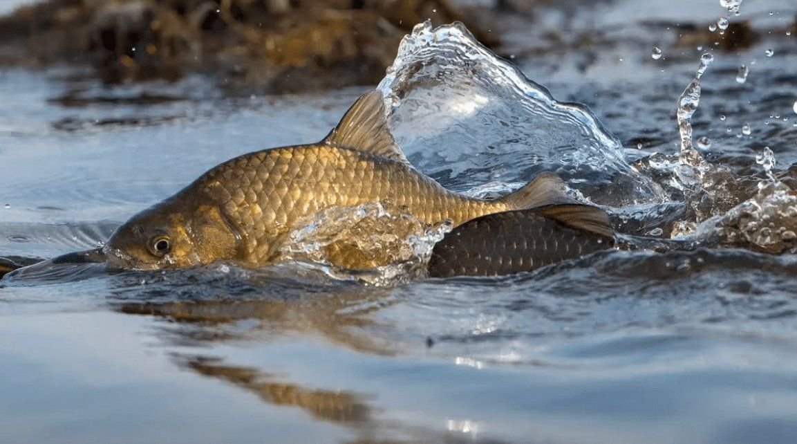 Фото карп под водой