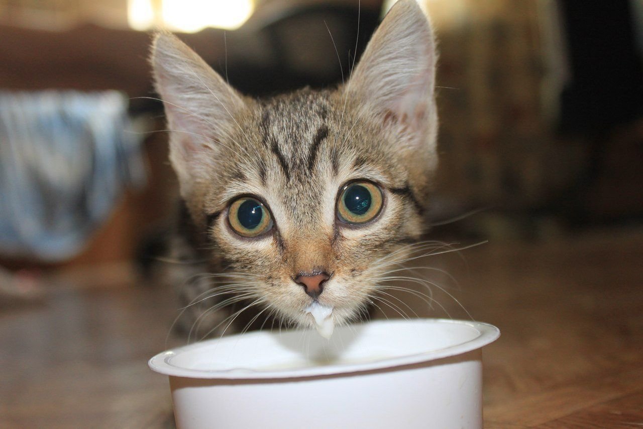 Можно котам кефир. Котенок в сметане. Смешной кот в сметане. Молоко для котят. Смешной котенок в молоке.
