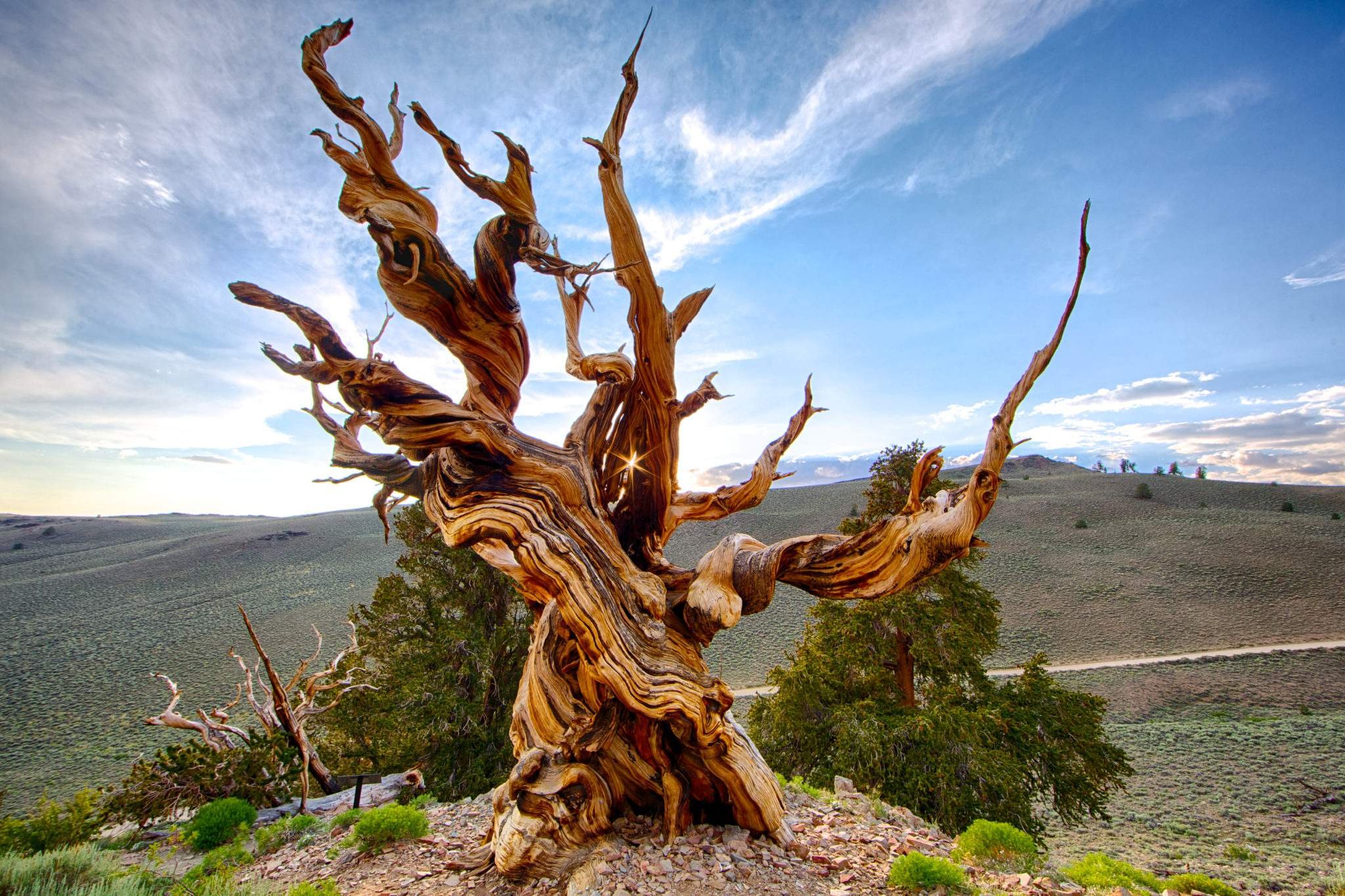 Самое Старое Дерево На Планете
