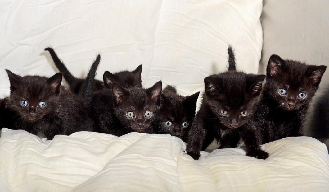 Кошка и 10 котят. Черный котенок. Черная кошка с котятами. Много чёрных котят. Черные коты много.