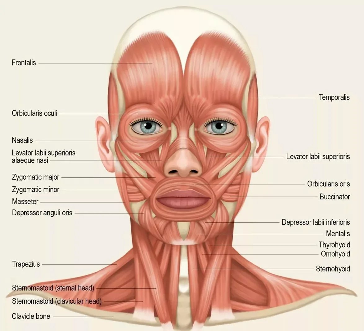 Мимические мышцы лица анатомический атлас