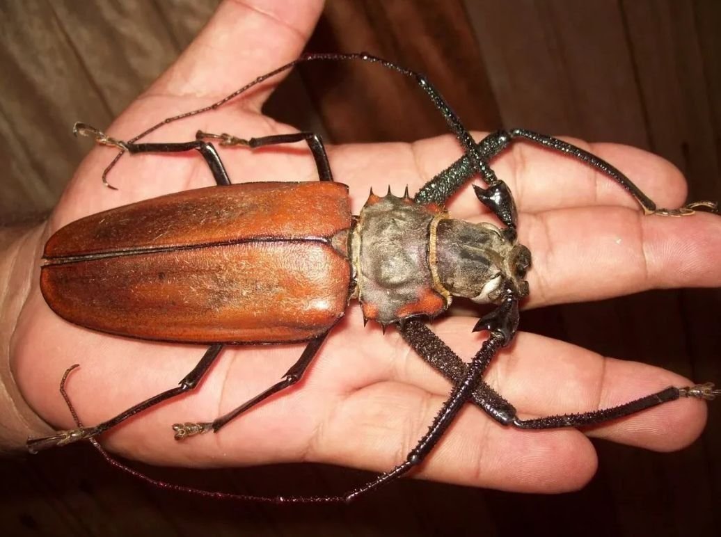 Самое большое насекомое в россии фото и название