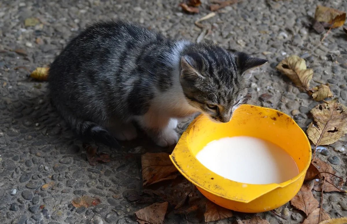 Кот лакает молоко